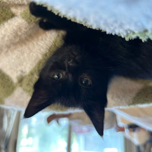 Meet your Posher, Lucas